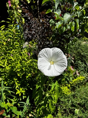 マティスを観た日に